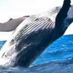 鯨油について採取方法と用途、匂いとその歴史について調べた