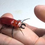赤いクワガタみたいな虫の名前はヒラズゲンセイ！生態と危険度について調べた